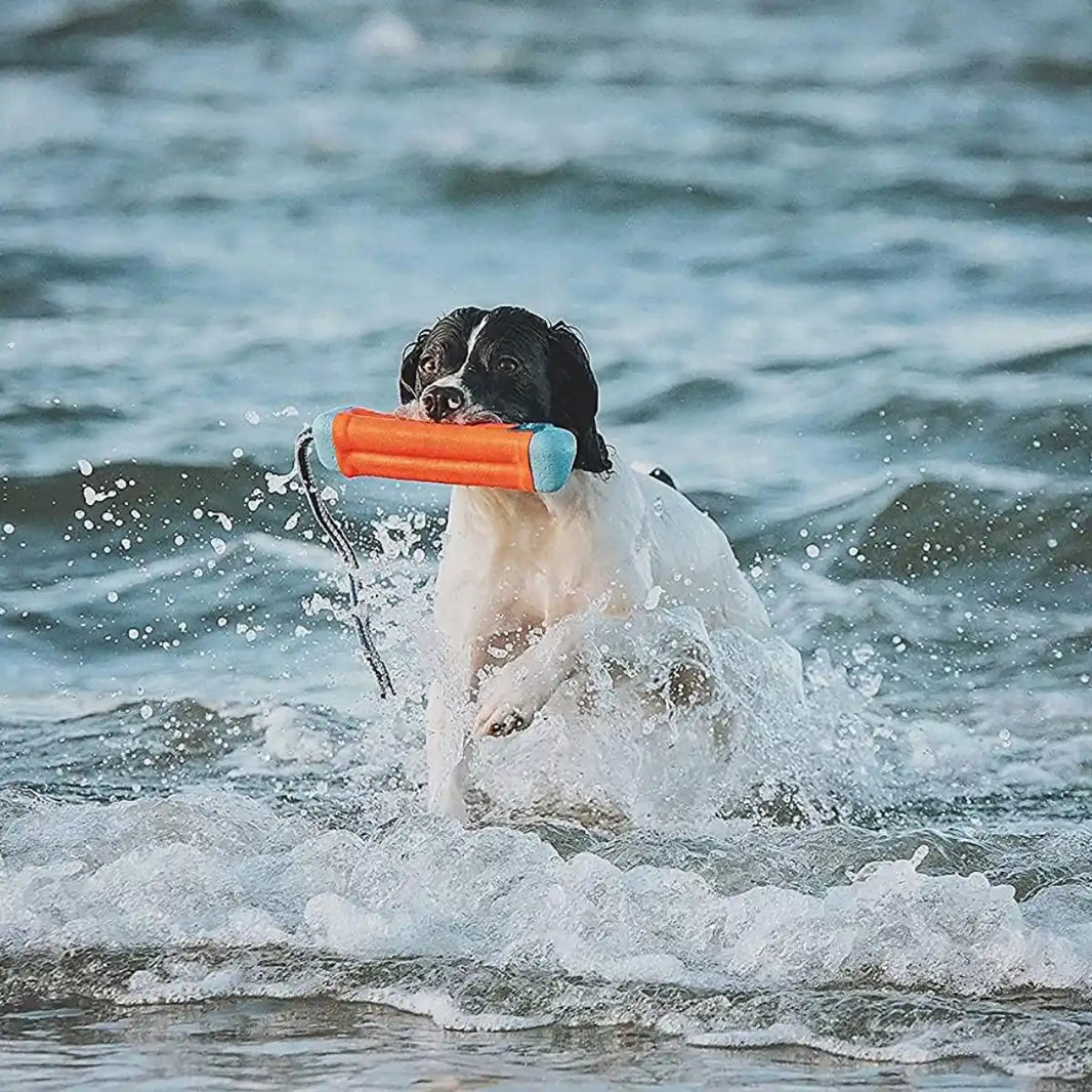 Jouet d’extérieur pour chien : 7 idées pour les occuper dehors