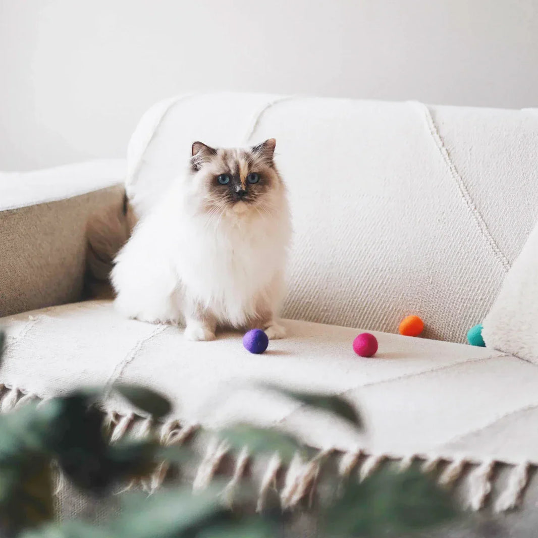 4 jouets pour chats d’appartement : lesquels choisir pour l’occuper au quotidien ?