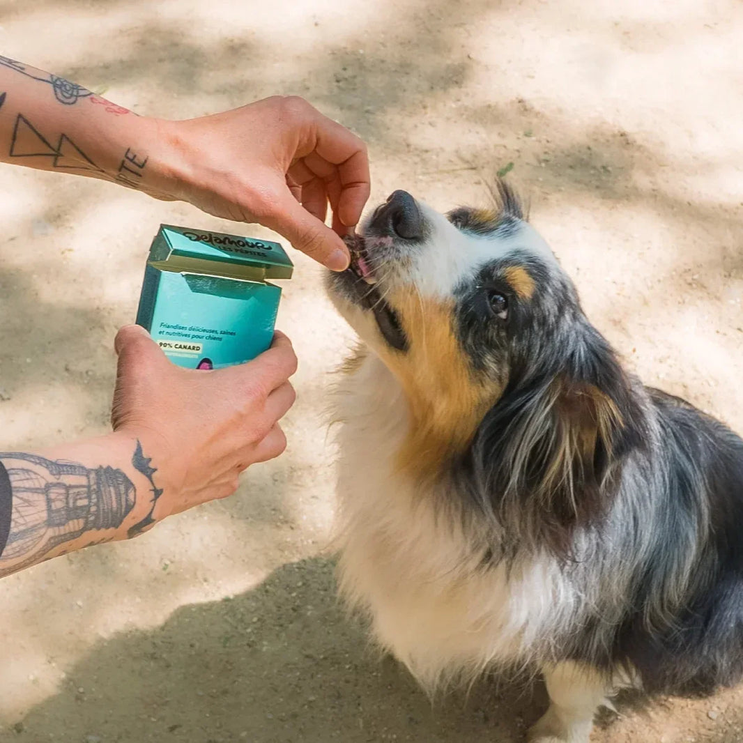 Pourquoi les friandises sont-elles essentielles dans l'éducation de votre chien ?