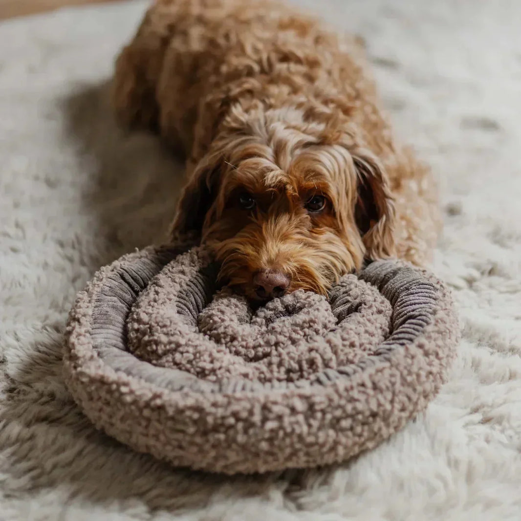 Quel jouet choisir pour occuper son chien ? Nos 3 conseils !