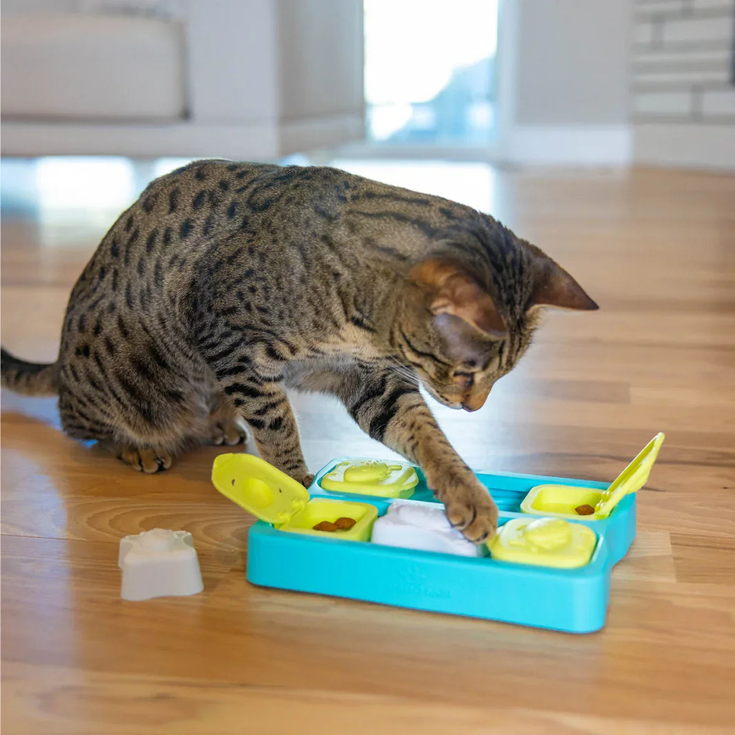 Booster l’intelligence de son chat : quel jouet choisir ?