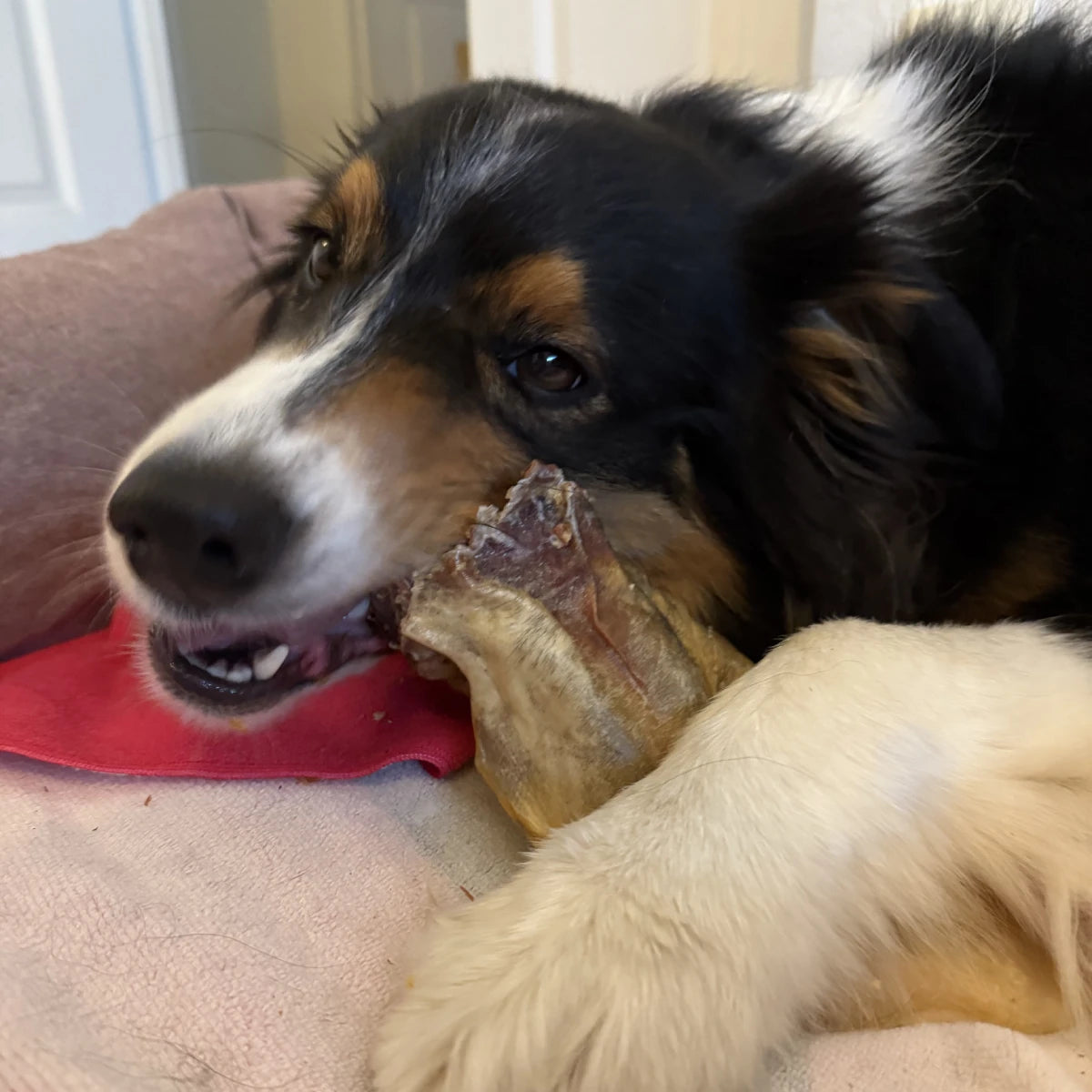 Oreilles de boeuf avec muscle pour chien