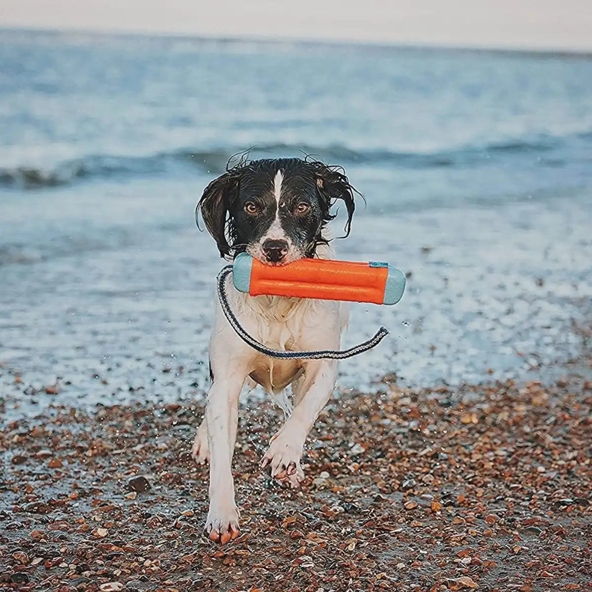 Jeu flottant pour chien Amphibious Bumper