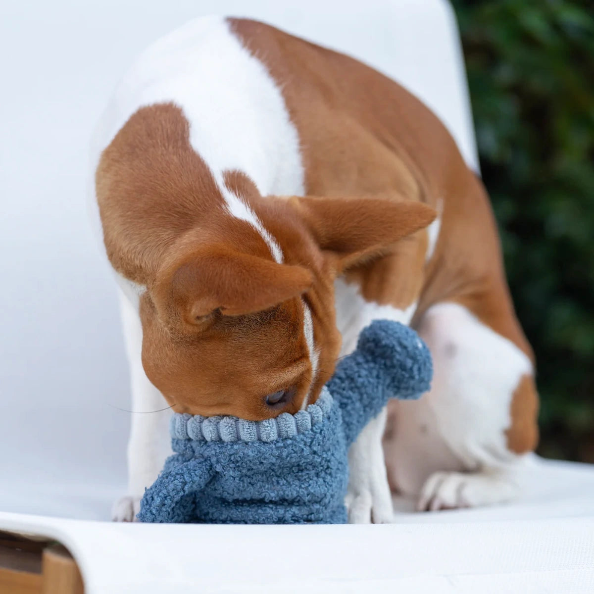 Jeu de fouille pour chien Arrosoir