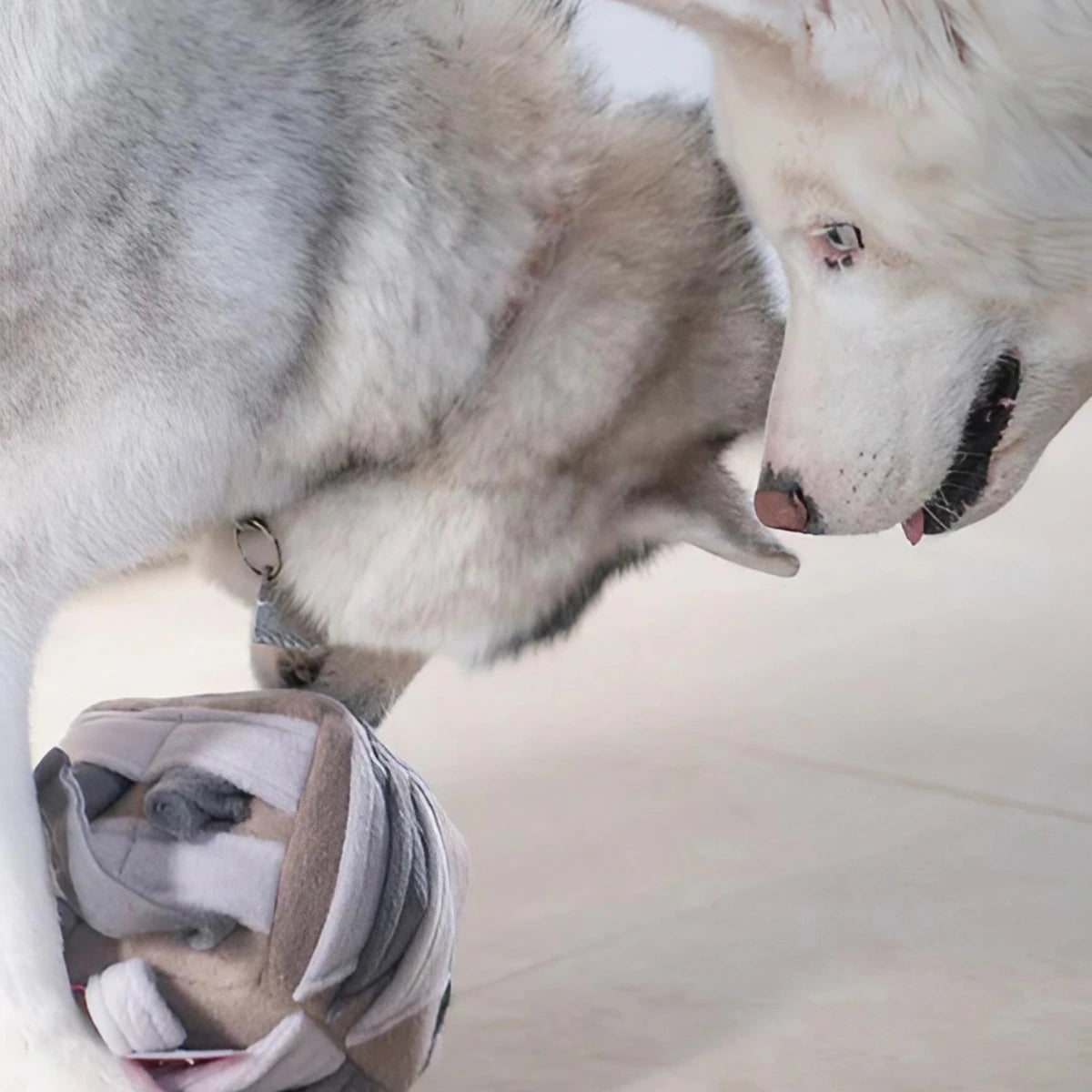 Cube de fouille pour chien avec pochettes