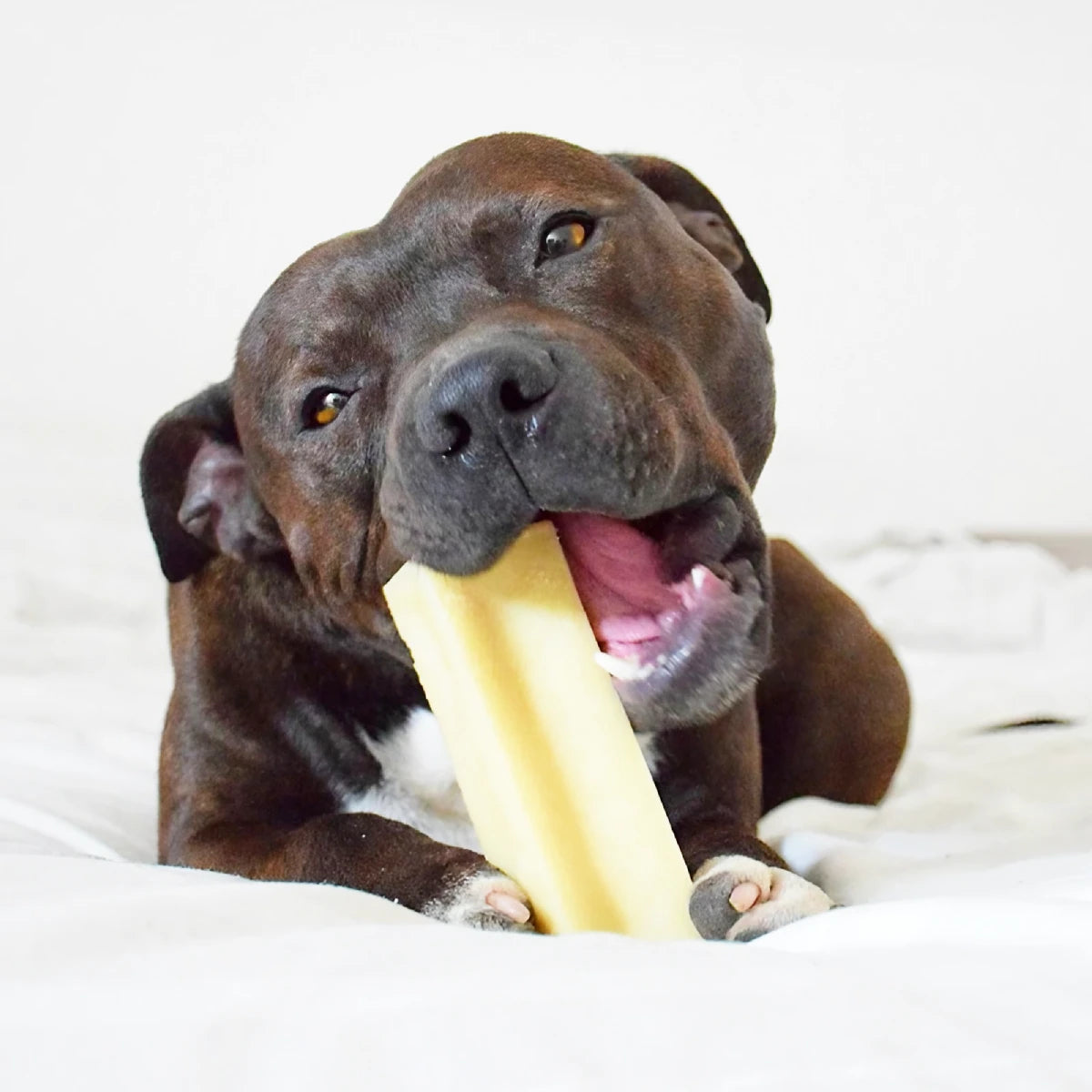 Bâtonnet de fromage pour chien