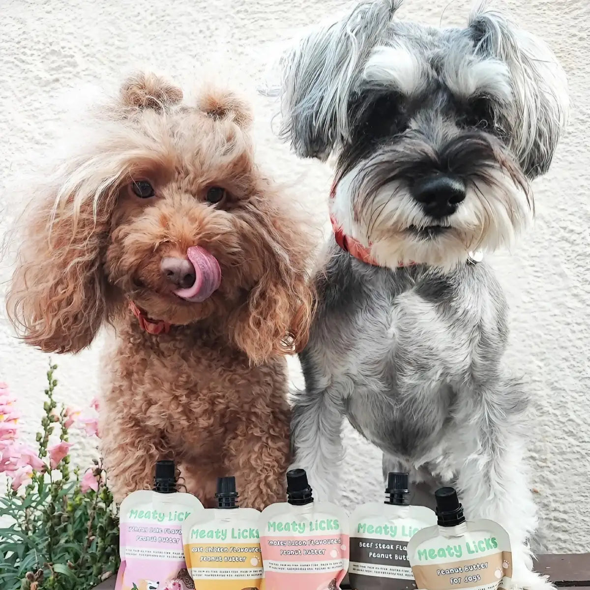 Beurre de cacahuète pour chien