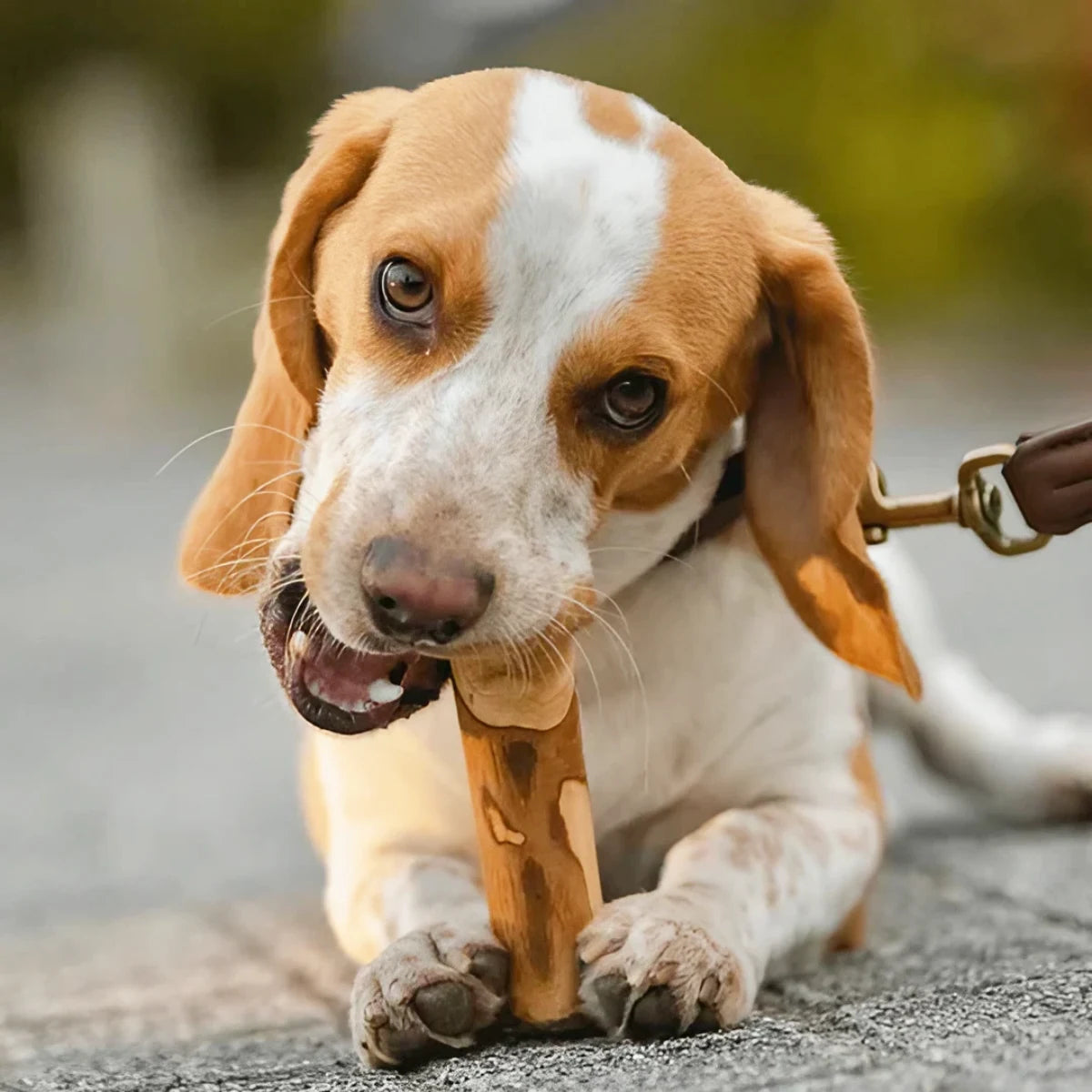 Bois d’olivier pour chien