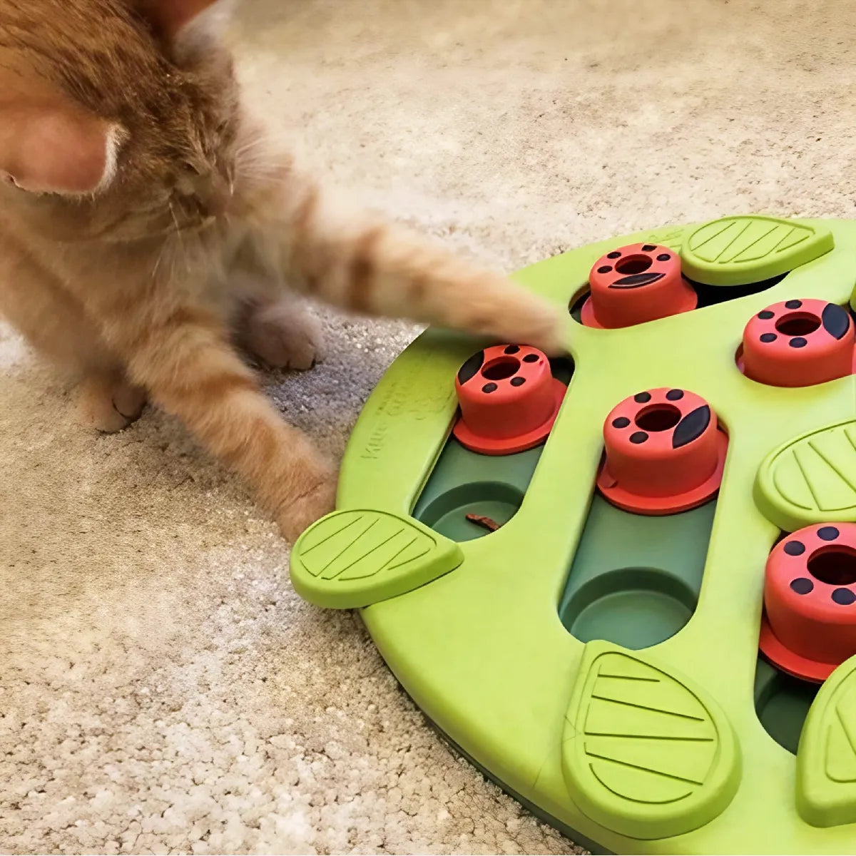 Jeu d’intelligence pour chat Buggin Out