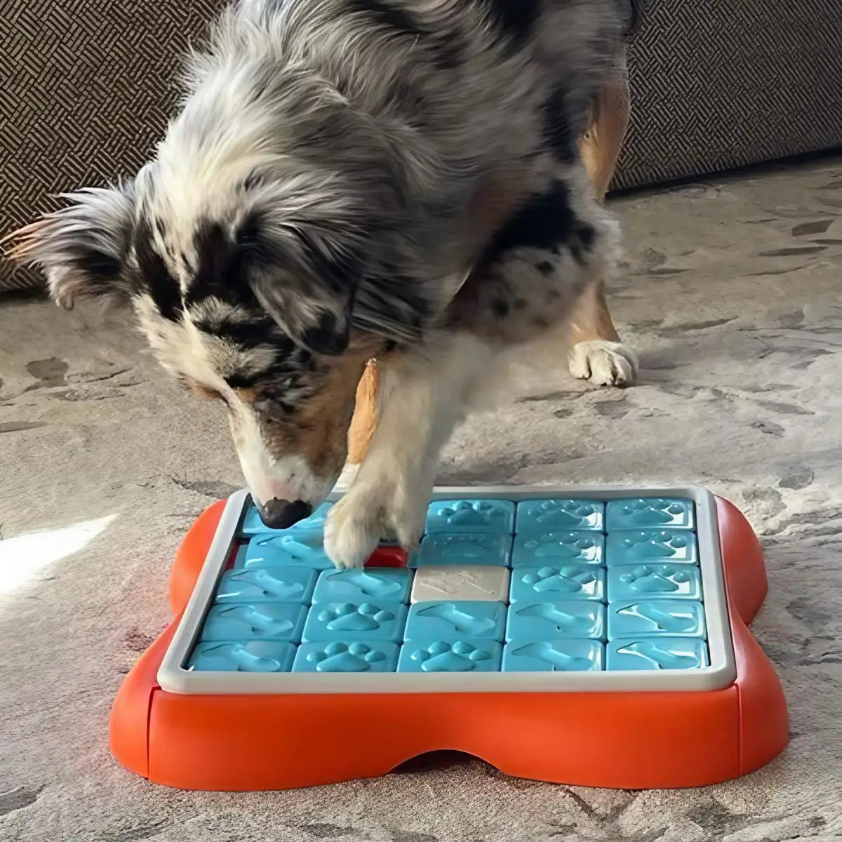 Jeu d’intelligence pour chien Challenge Slider