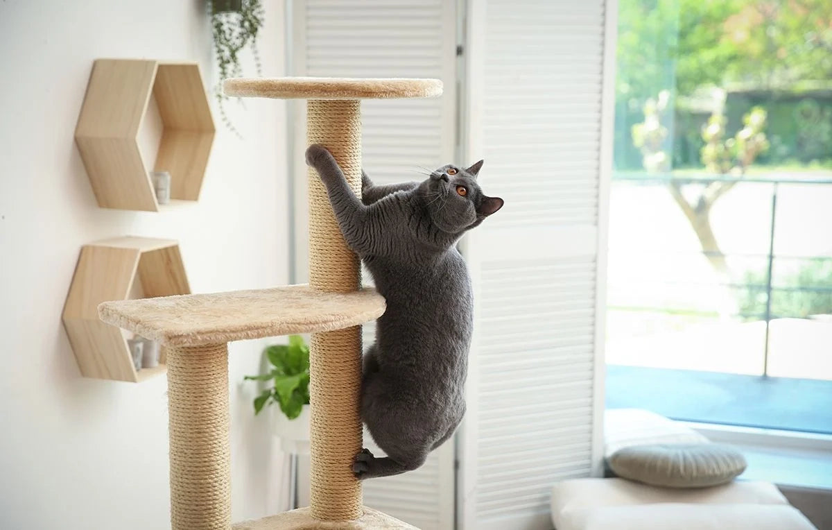 un chat grimpe à son arbre à chat