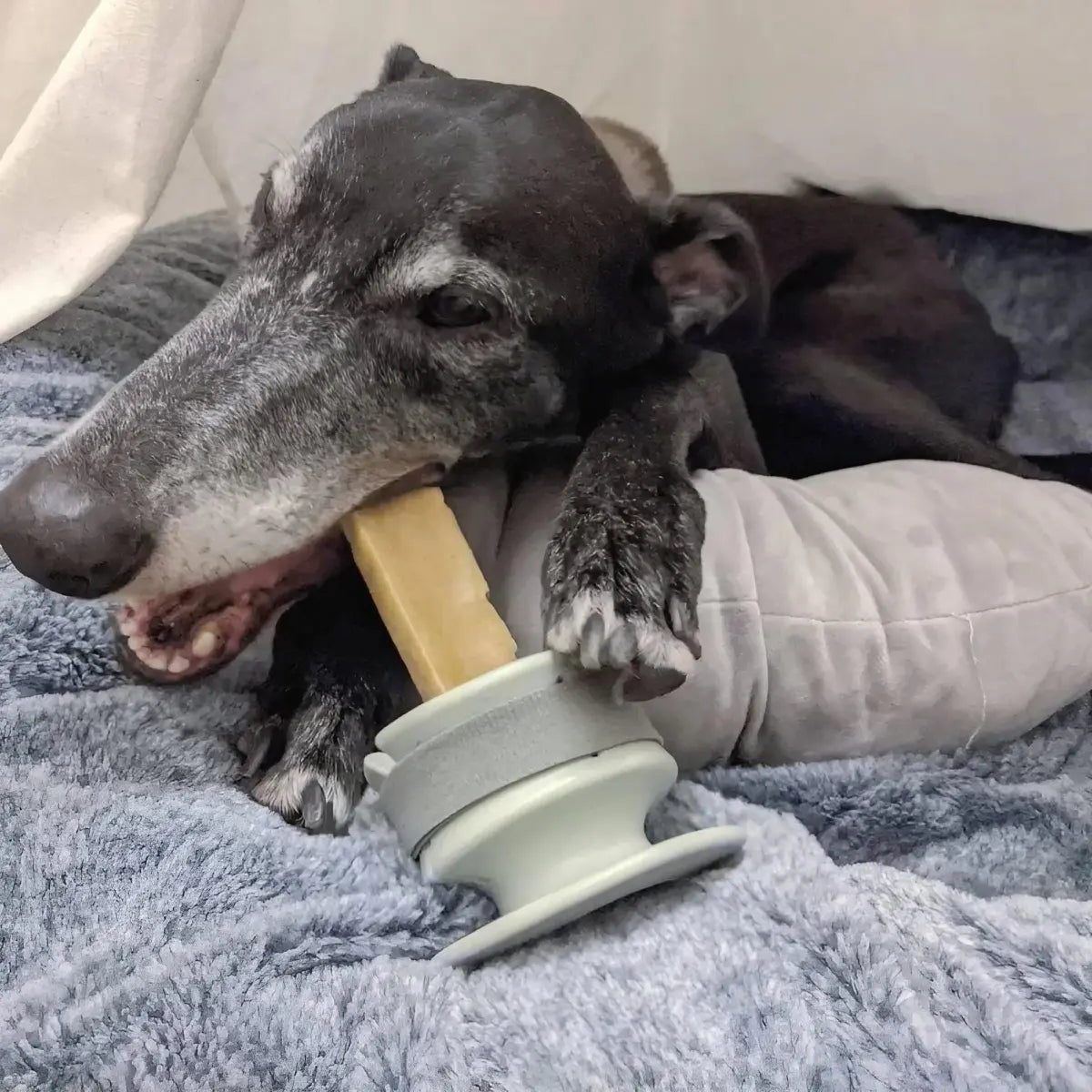 Support à mâcher pour chien CHEWDEN Grip