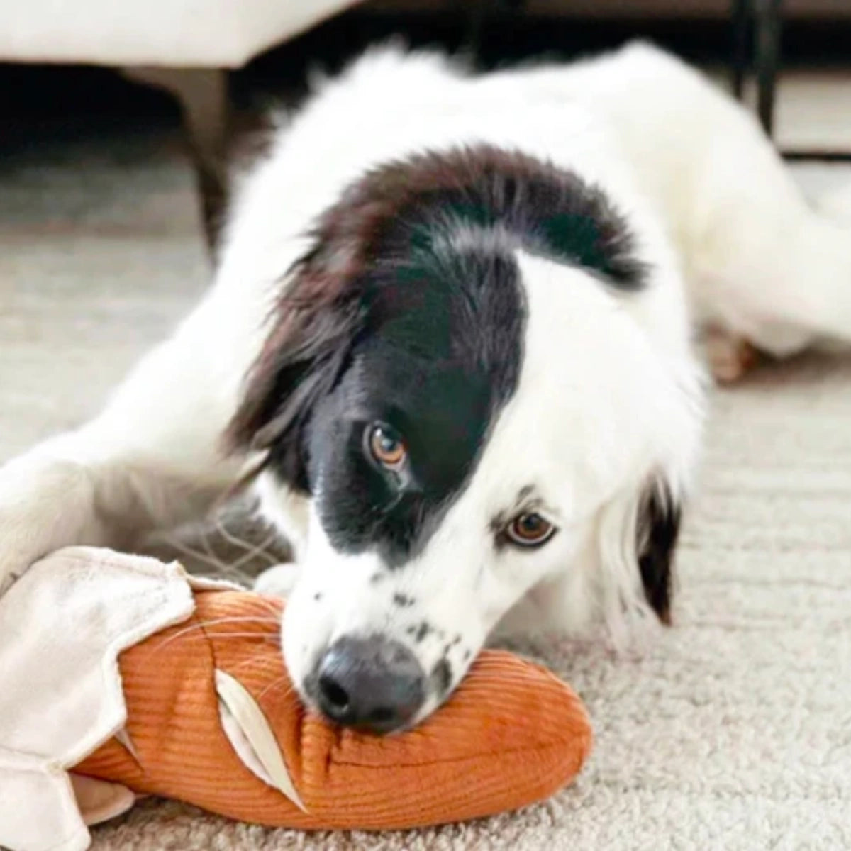 Jeu de fouille pour chien Baguette de pain
