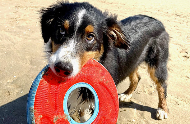 Frisbee souple pour chien Zipflight