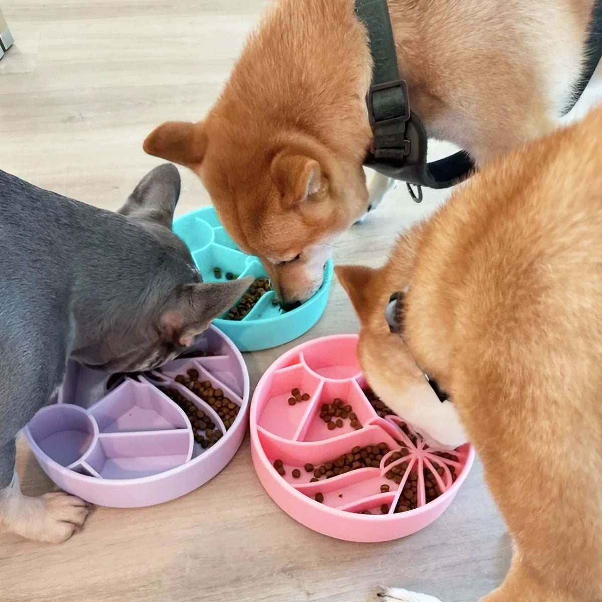 Gamelle Loco coco pour chien