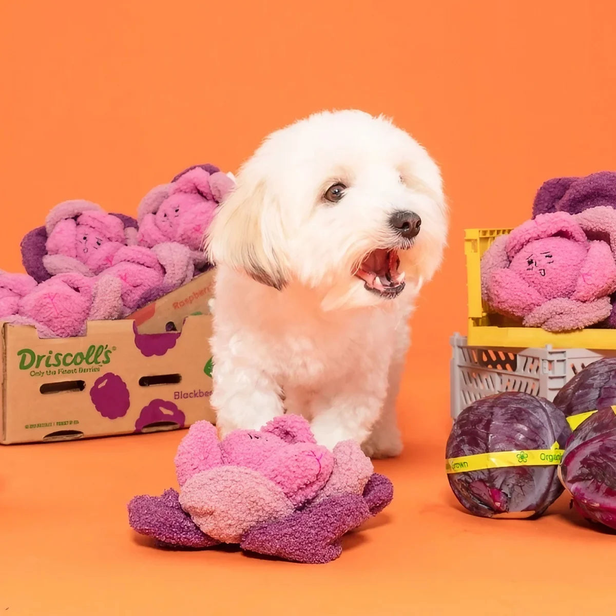 Jeu de fouille pour chien Chou rose