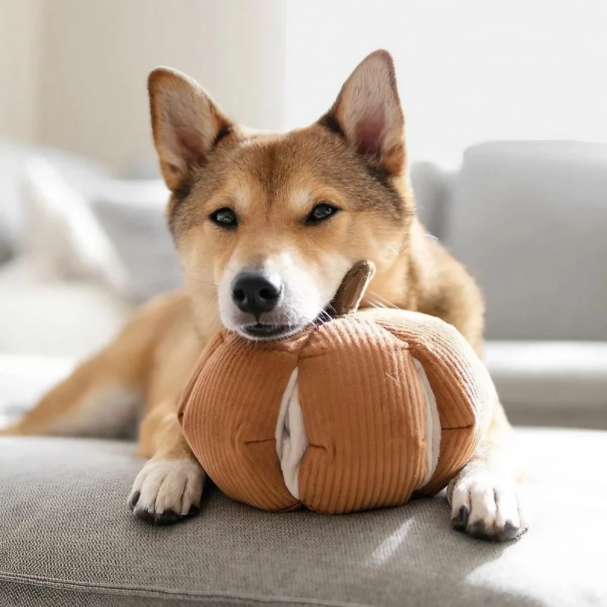 Jeu de fouille pour chien Cinderella