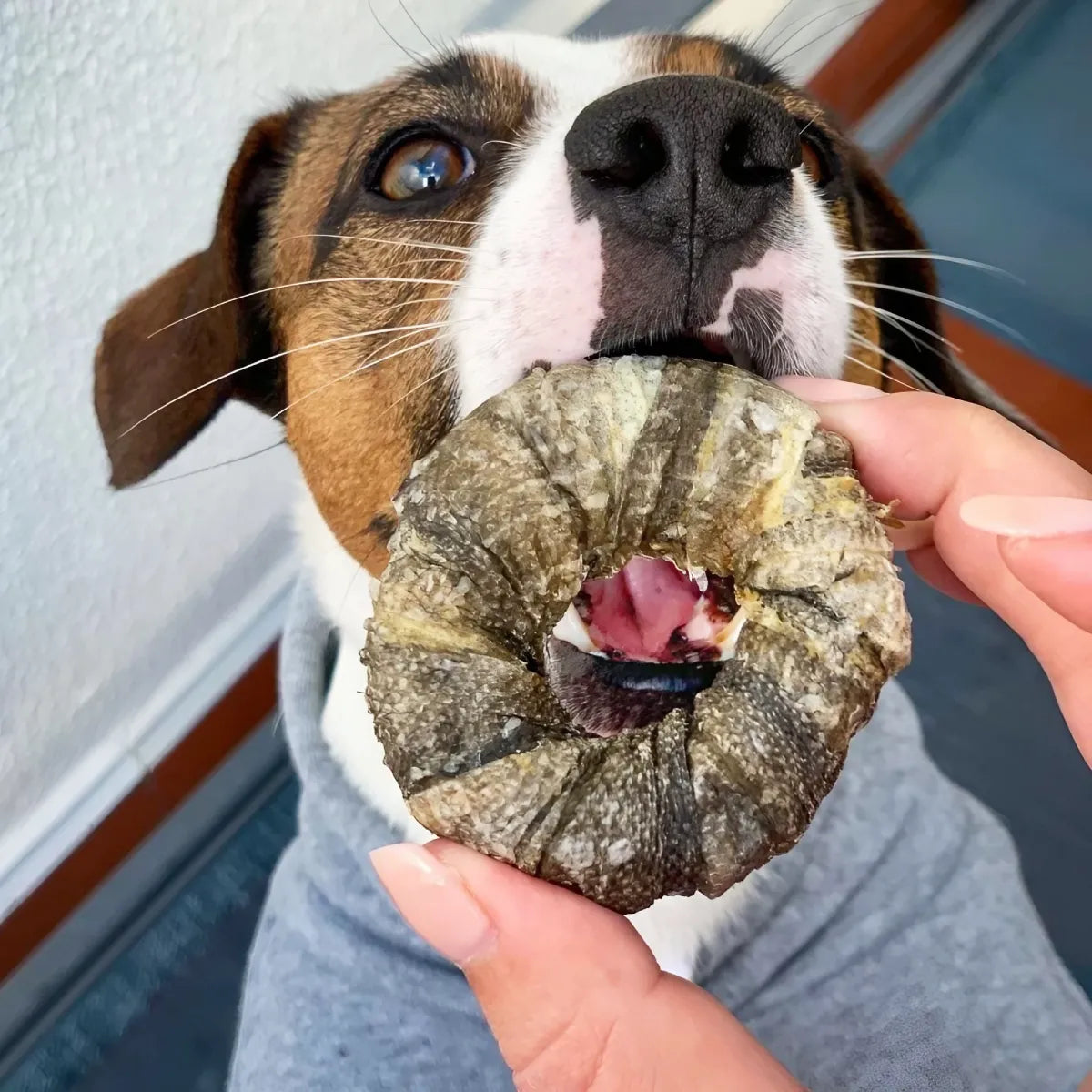 Donuts à la morue pour chien