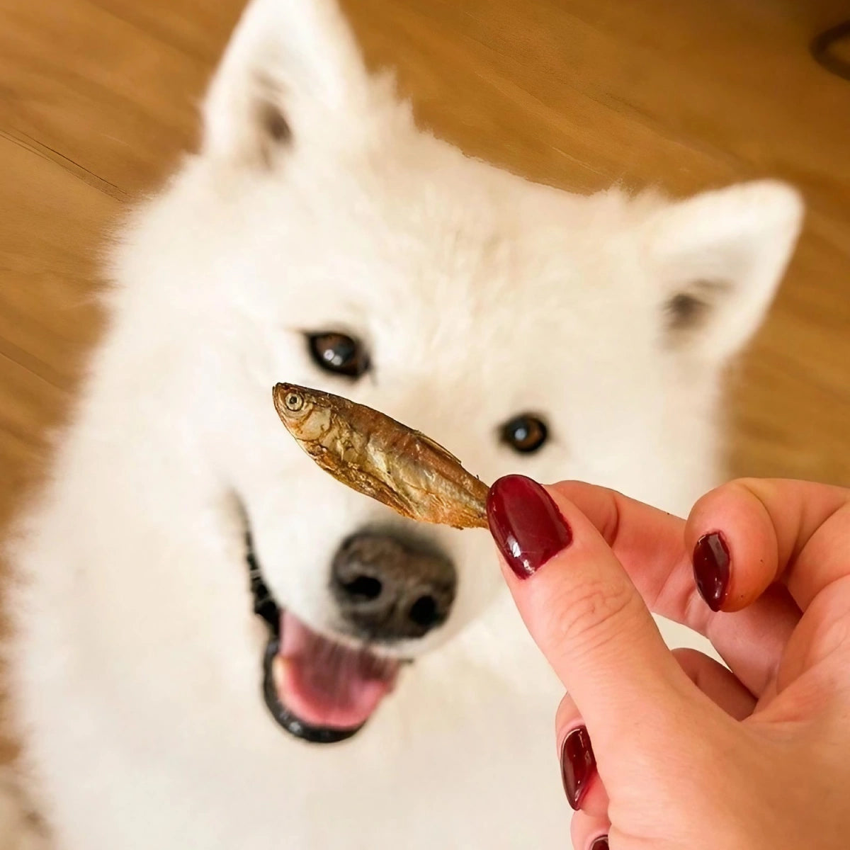 Poissons séchés pour chien