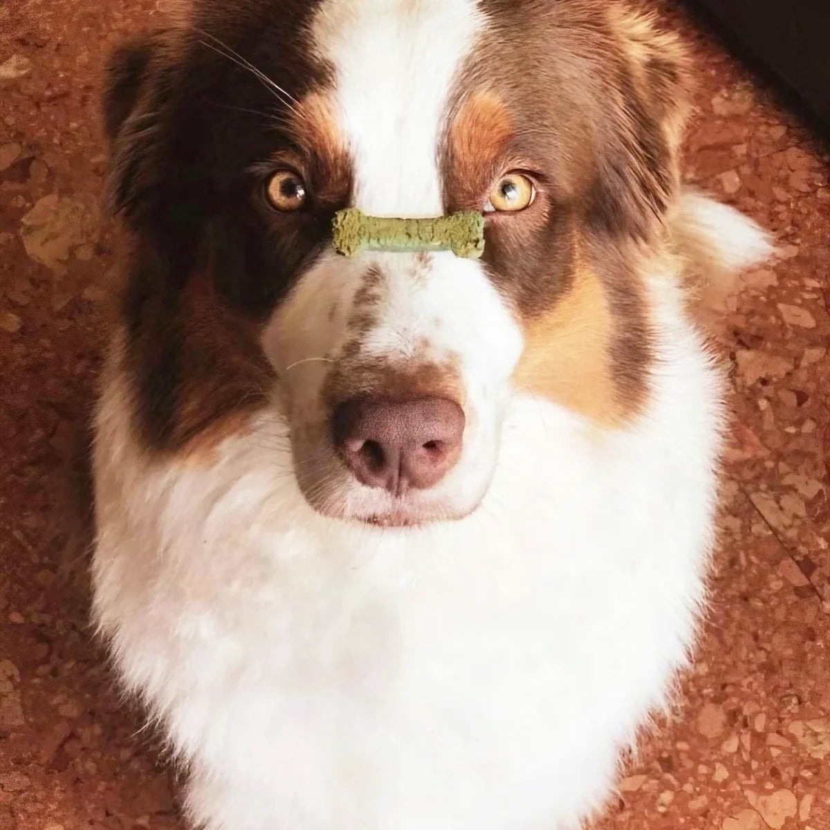 Biscuits aux pommes et à la spiruline pour chien