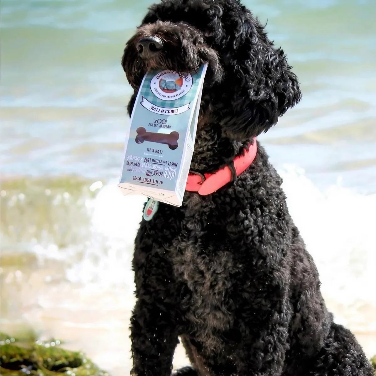 Biscuits au poulet et carottes pour chien