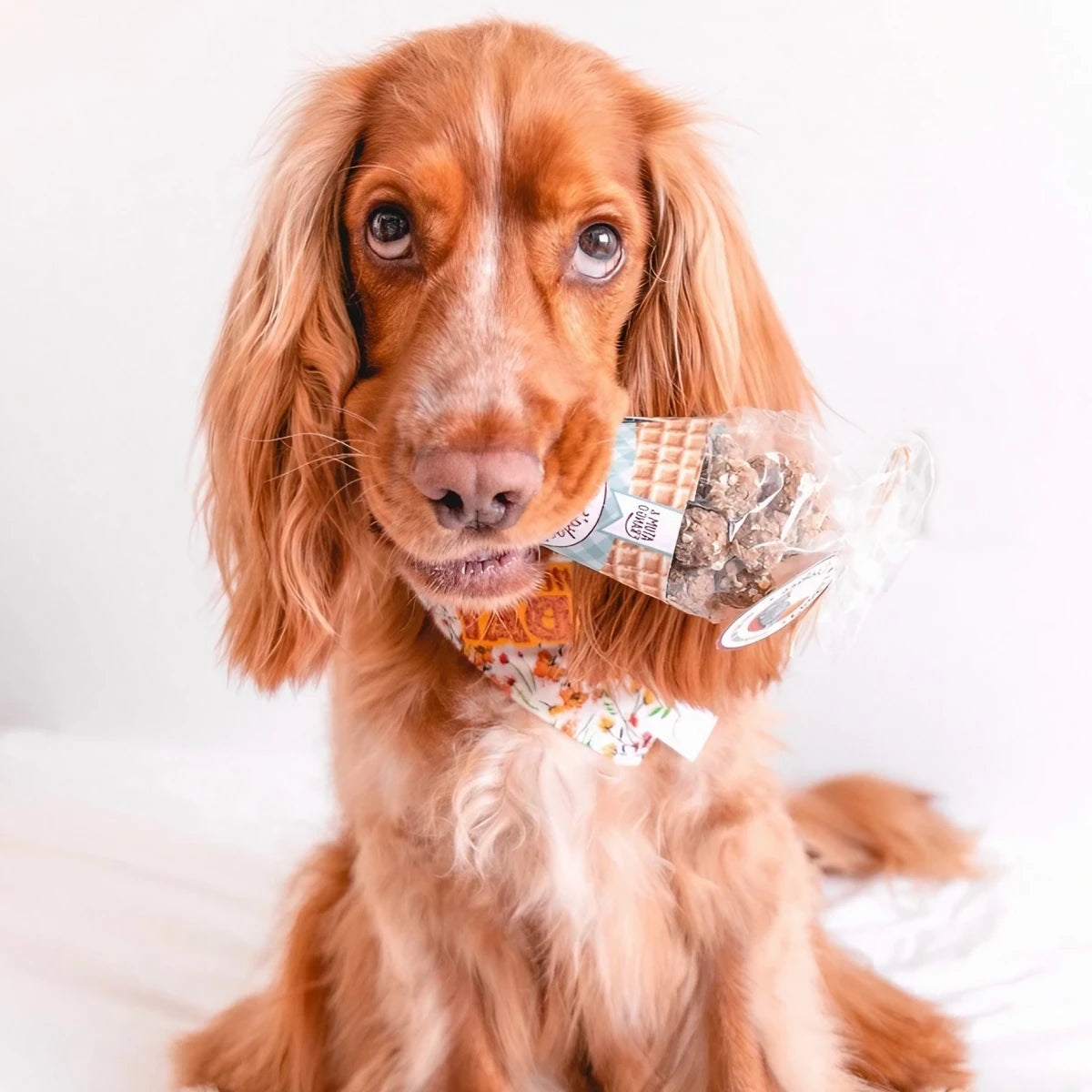 Friandises au poulet et au thon pour chien