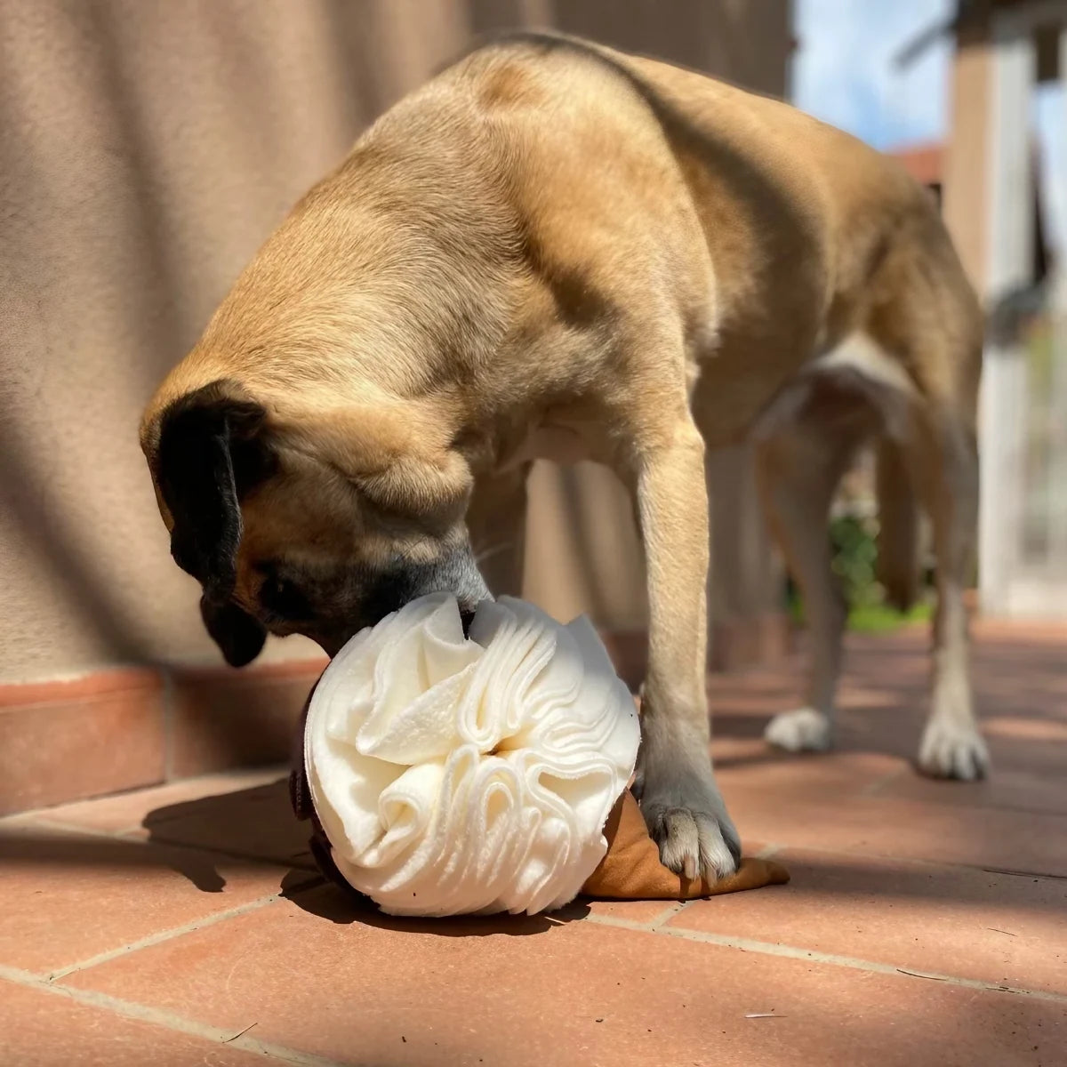 Jeu de fouille pour chien cornet de glace