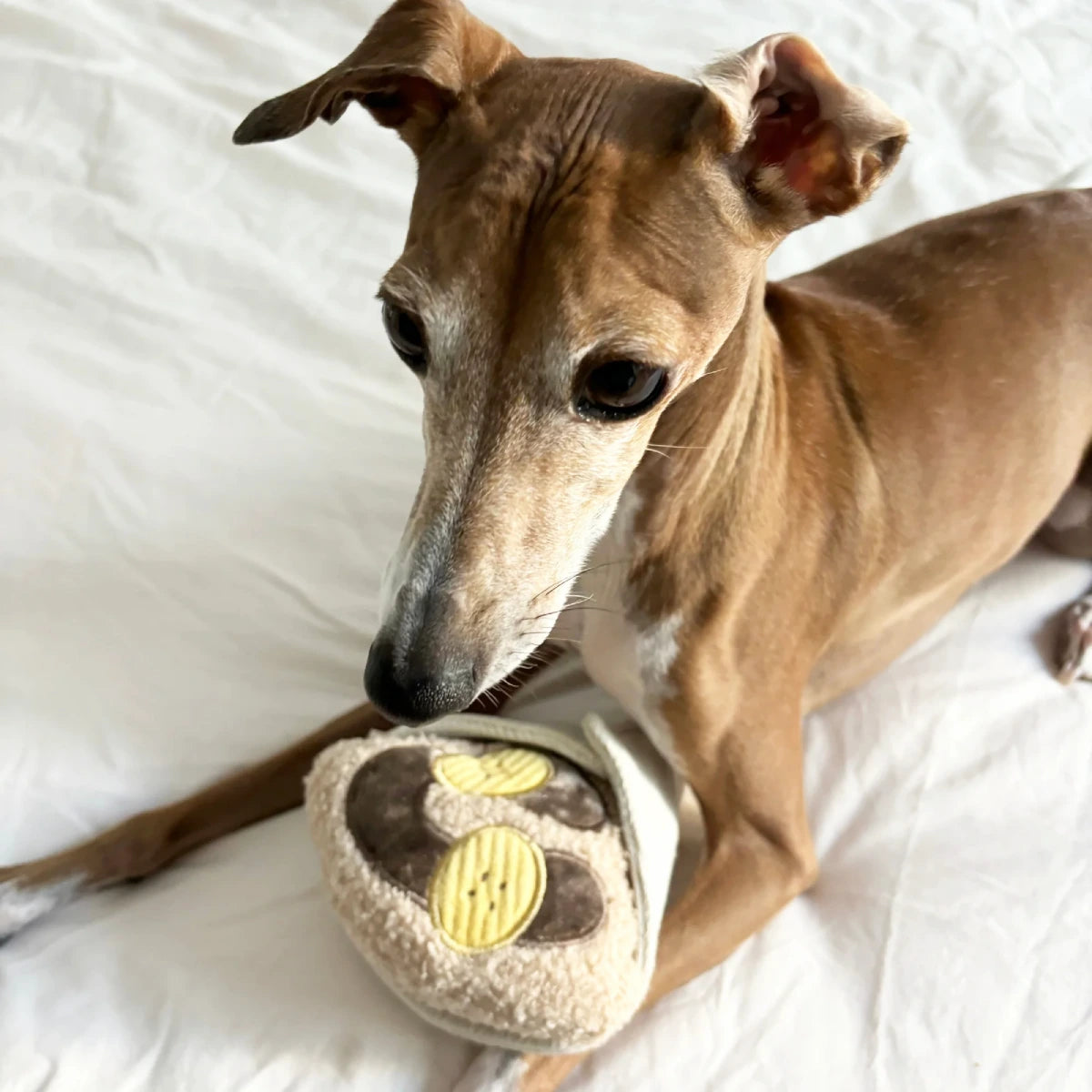Jeu de fouille pour chien Crêpe
