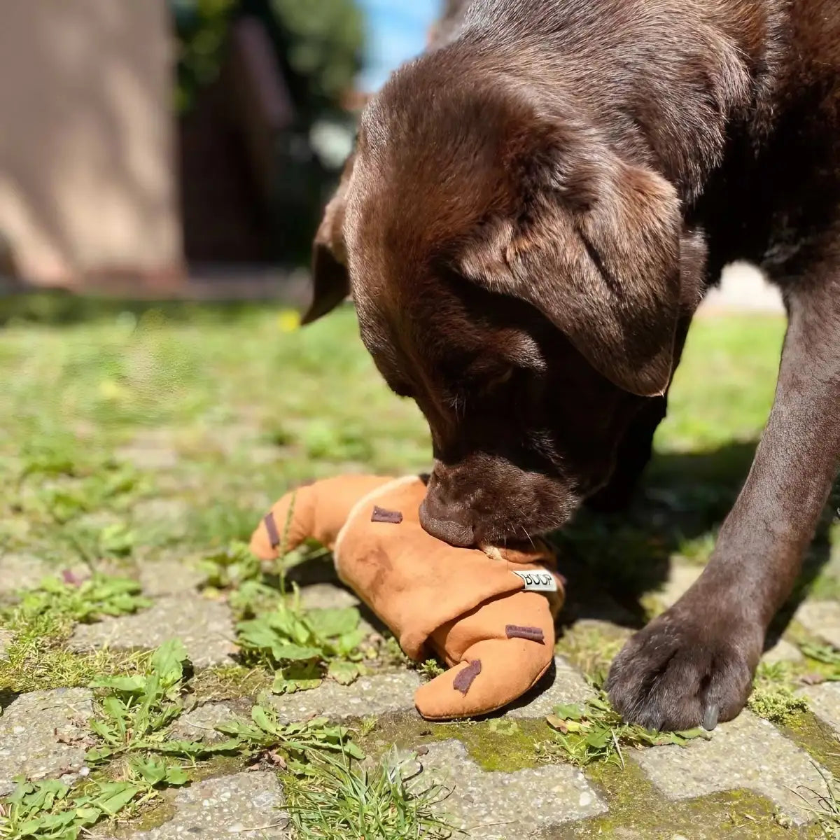 Jeu de fouille pour chien croissant