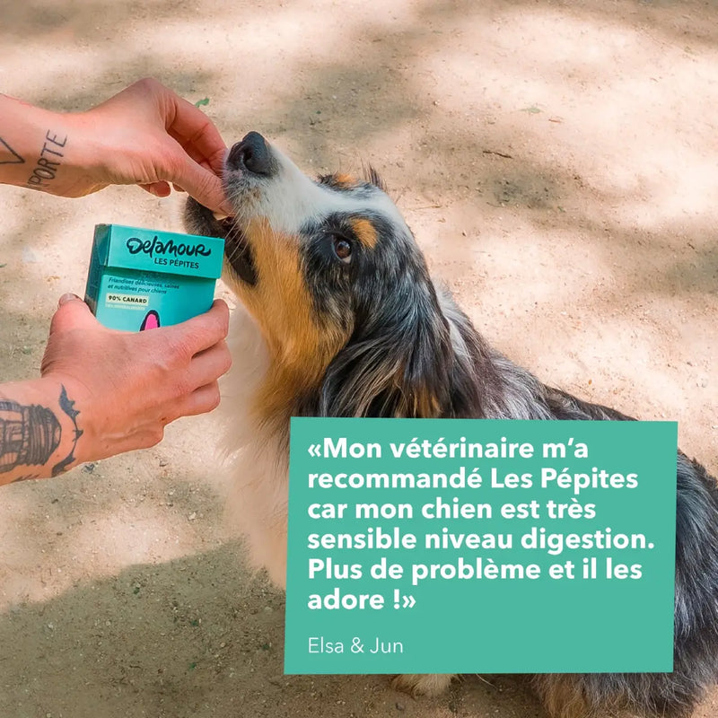 un chien mange des friandises au canard delamour