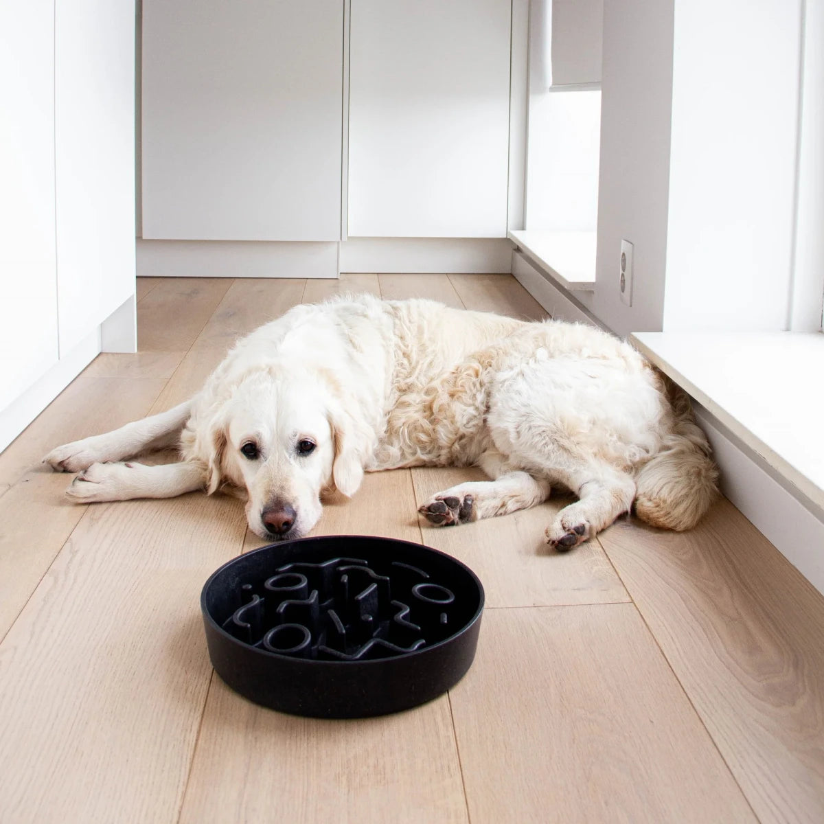 Golden retriever couché devant gamelle anti-glouton bambou noire - District Chien