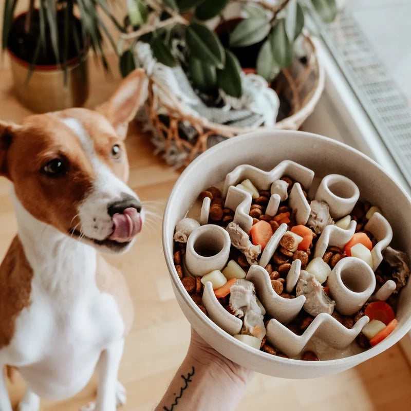 Basenji devant gamelle anti-glouton bambou beige remplie de croquettes et légumes - District Chien