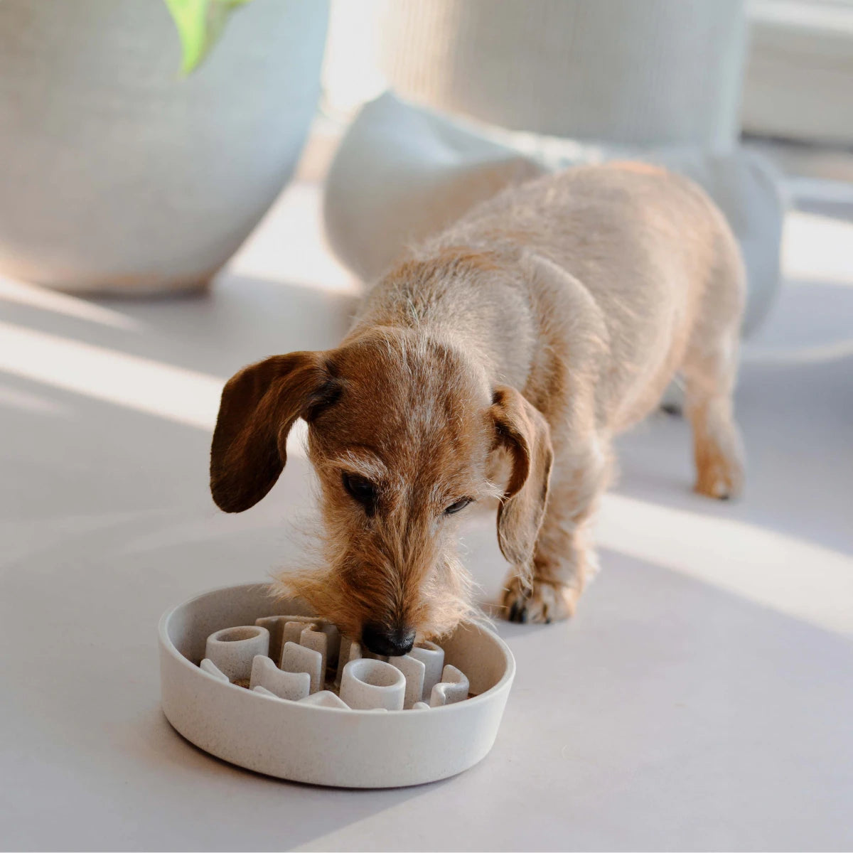 Teckel mangeant dans gamelle anti-glouton bambou beige - District Chien