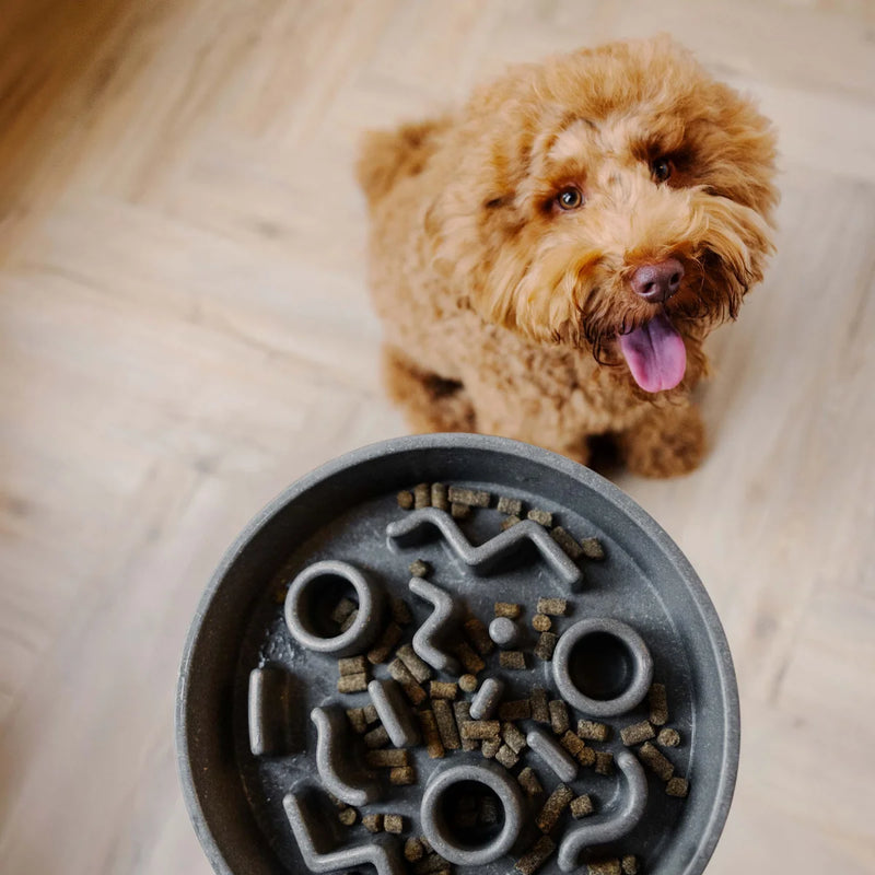 Cavapoo souriant derrière gamelle anti-glouton bambou noire avec croquettes - District Chien