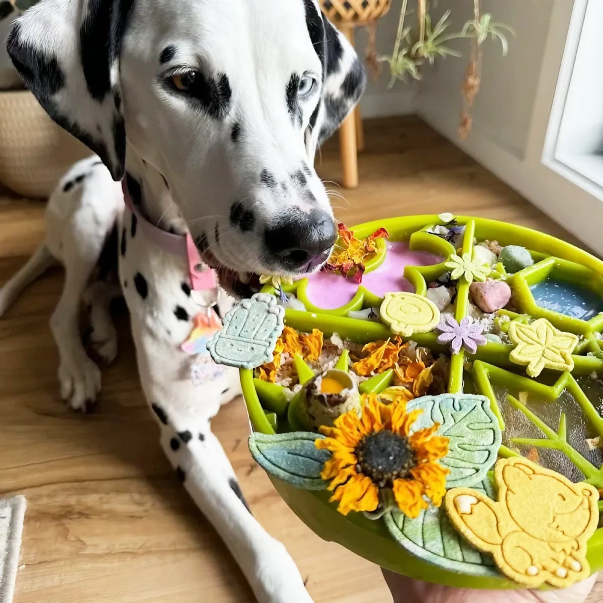 Gamelle d’enrichissement pour chien 4 saisons