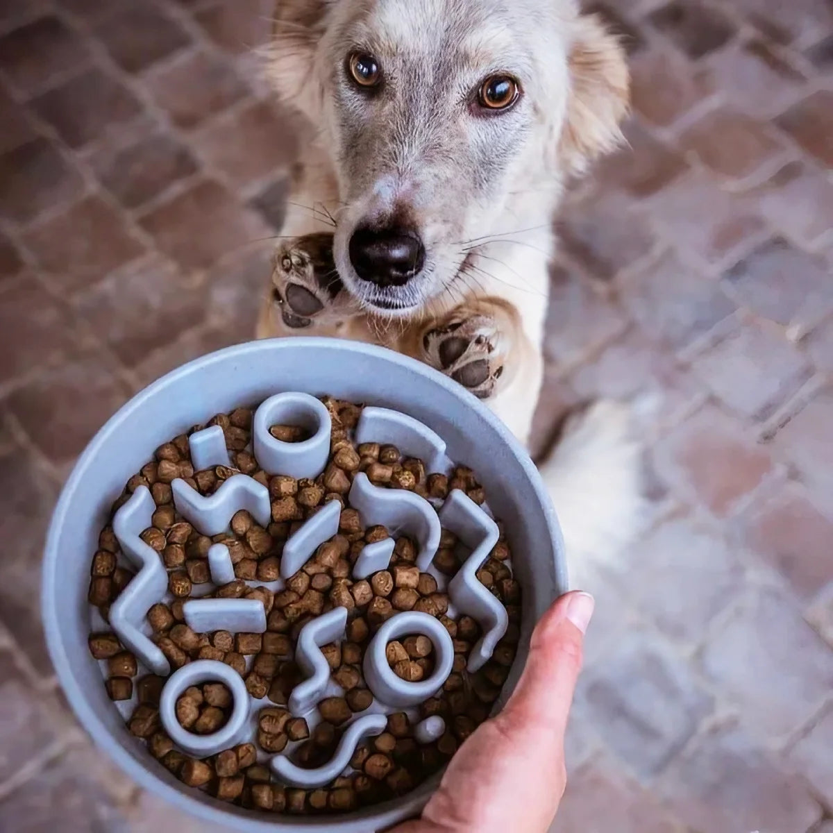 Gamelle anti-glouton pour chien bambou