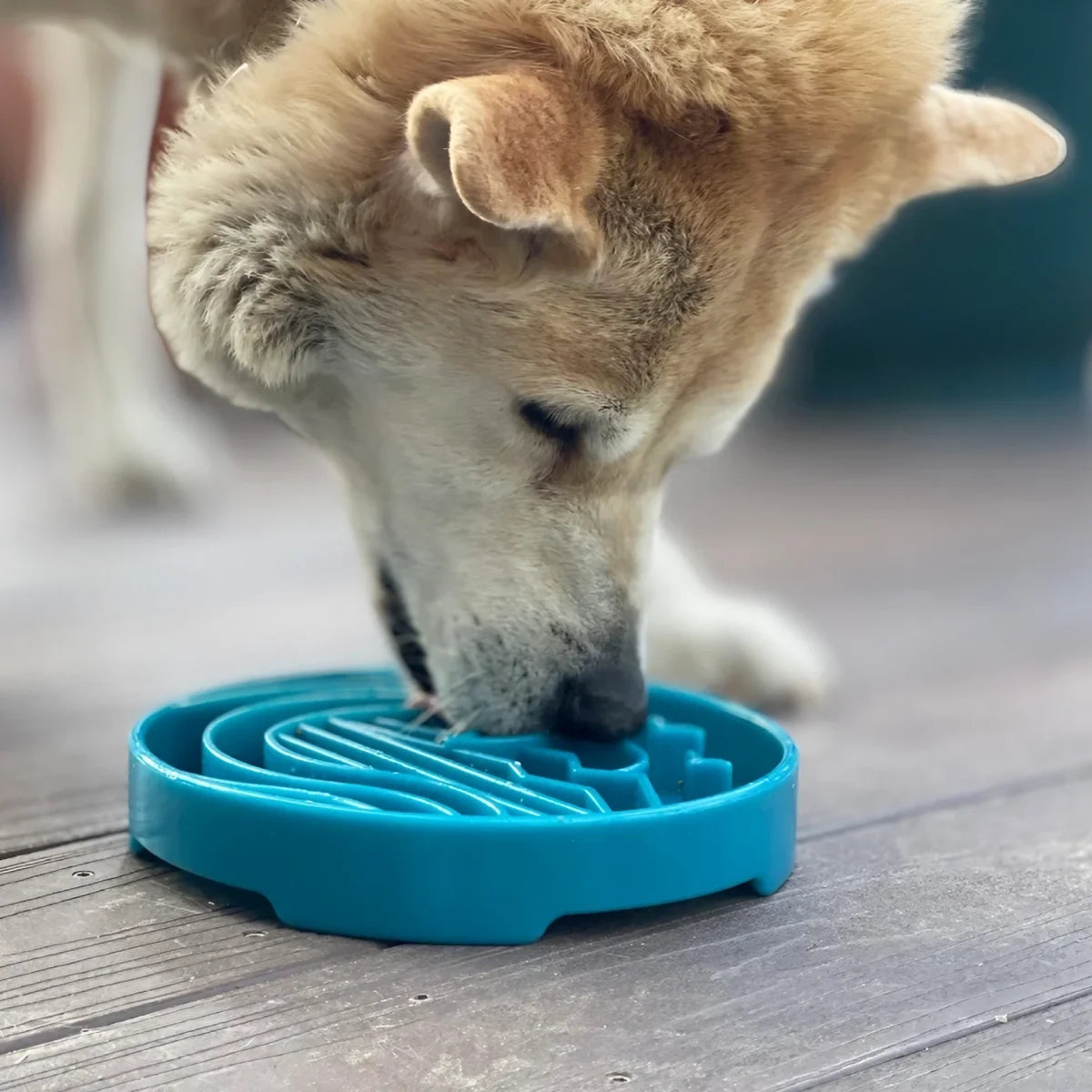 Gamelle d’enrichissement pour chien E-tray