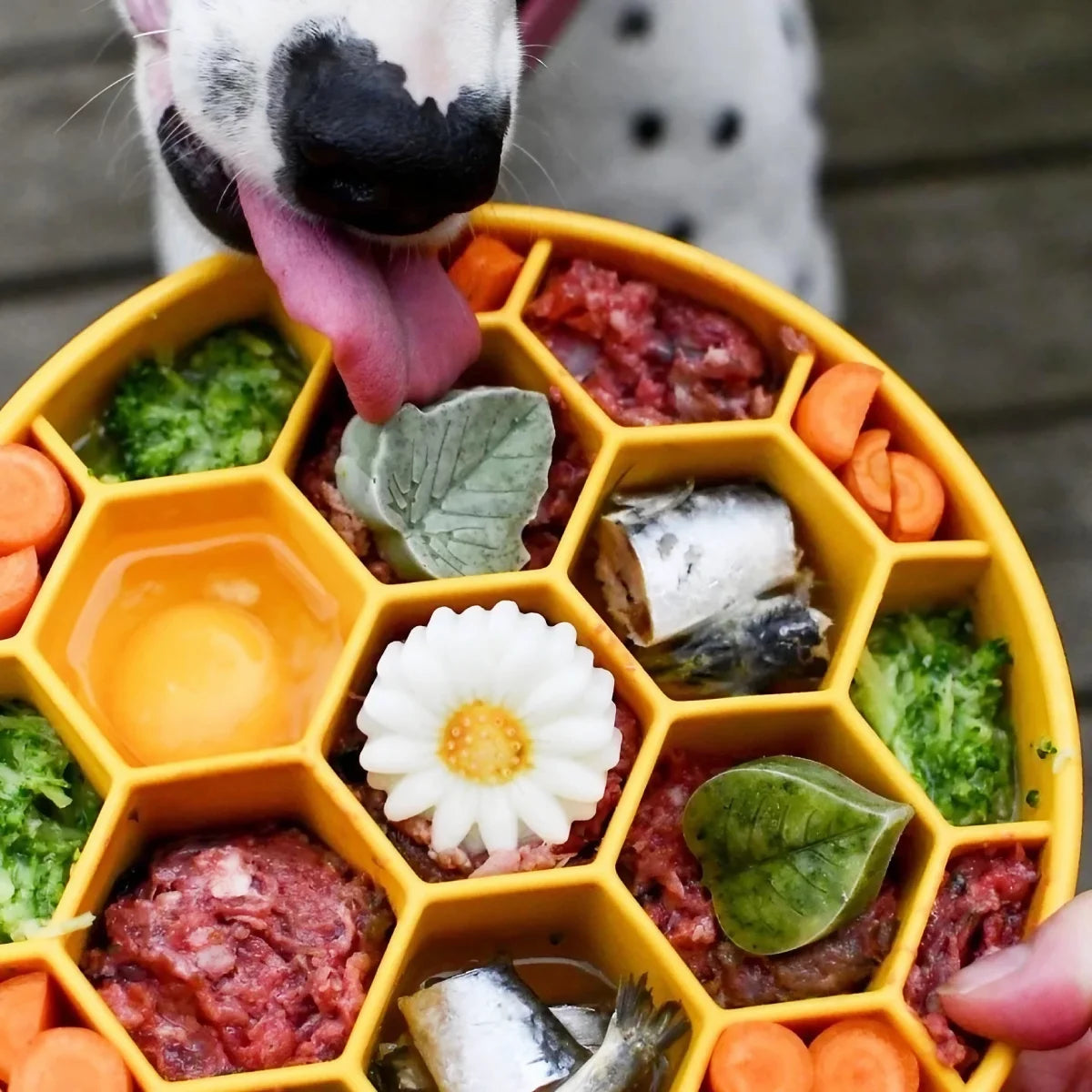 Gamelle d’enrichissement pour chien Ruche