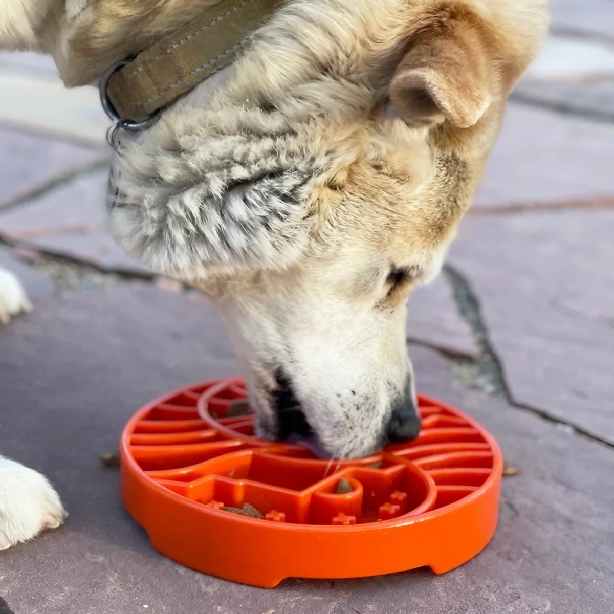 Gamelle d’enrichissement pour chien Yin Yang