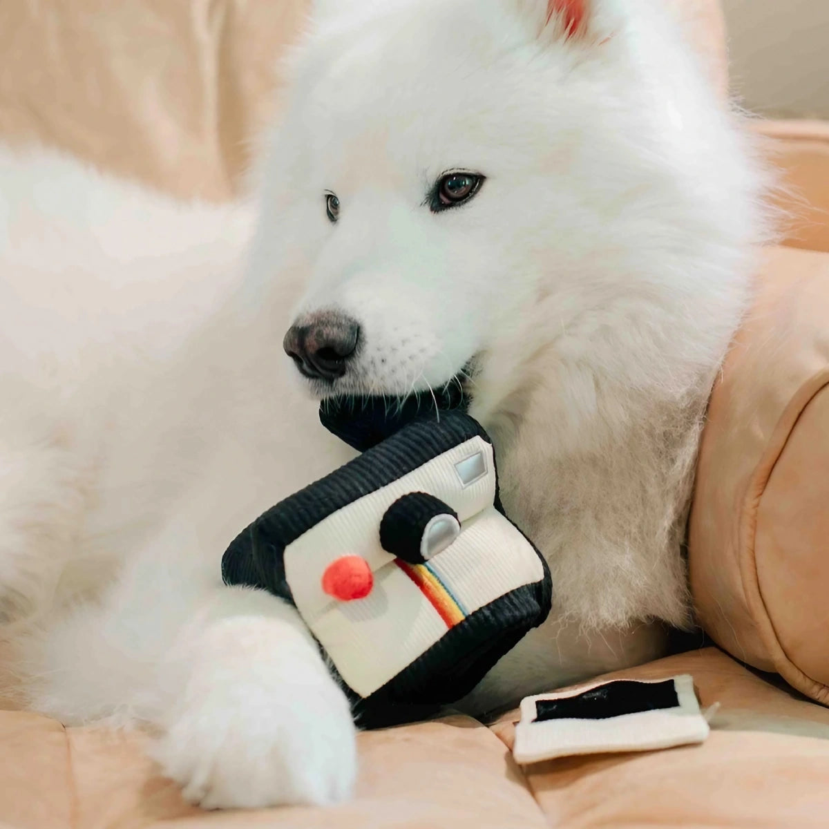 Jeu de fouille pour chien Appareil photo