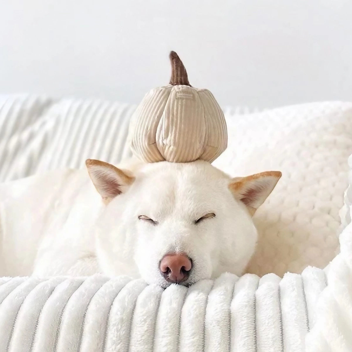 Jeu de fouille pour chien Boo