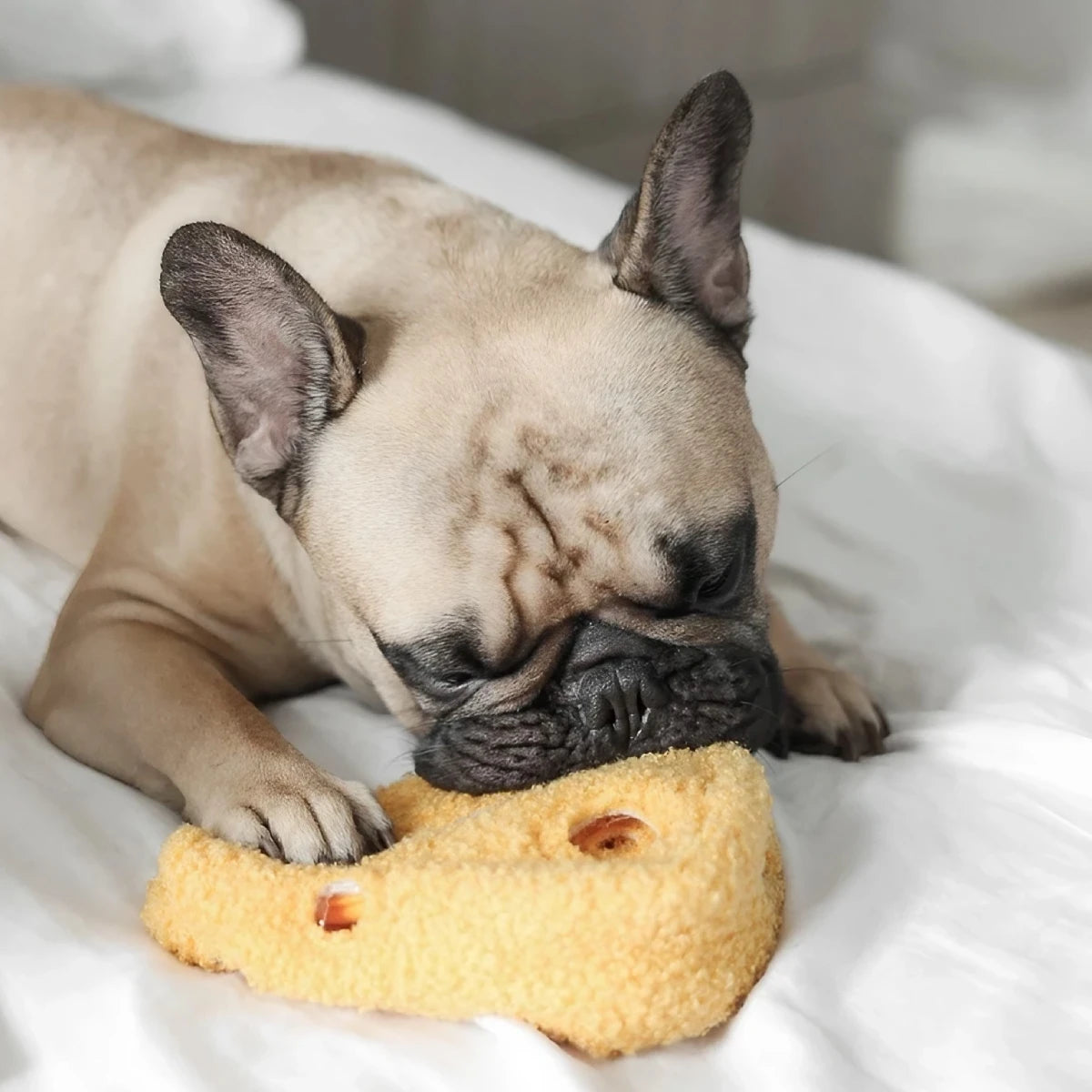 Jeu de fouille pour chien Fromage