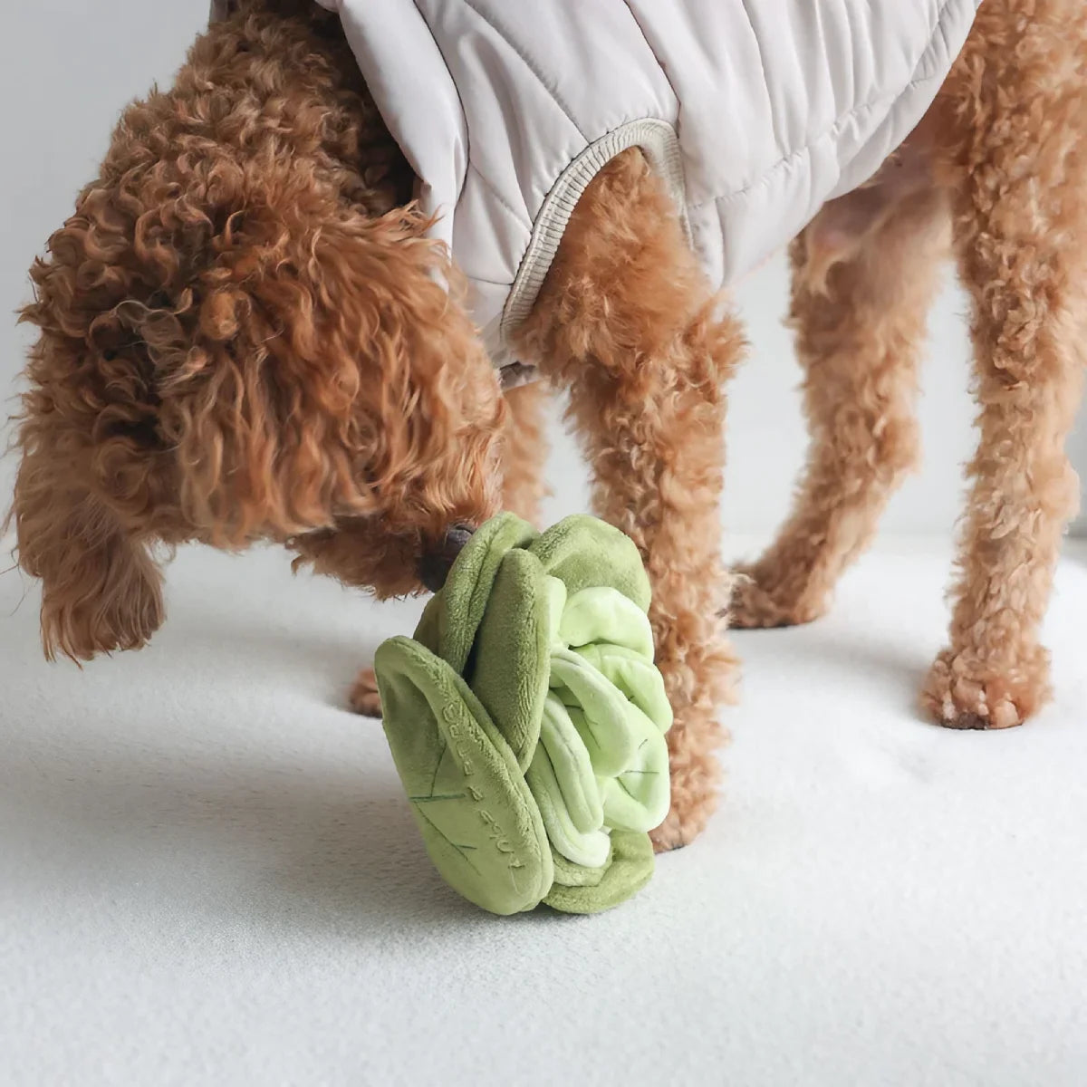 Jeu de fouille pour chien Chou