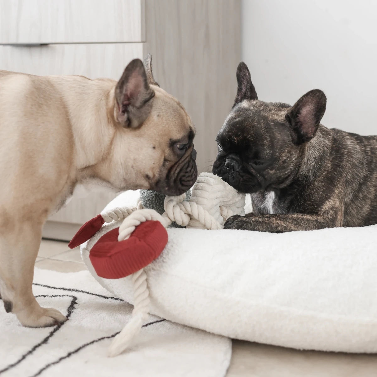 Jeu de fouille pour chien Blocs de Noël