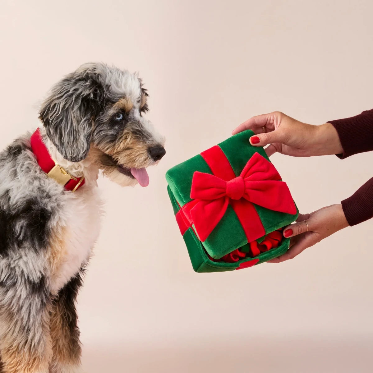 un chien va jouer avec son jeu de fouille pour chien cadeau de noel the foggy dog