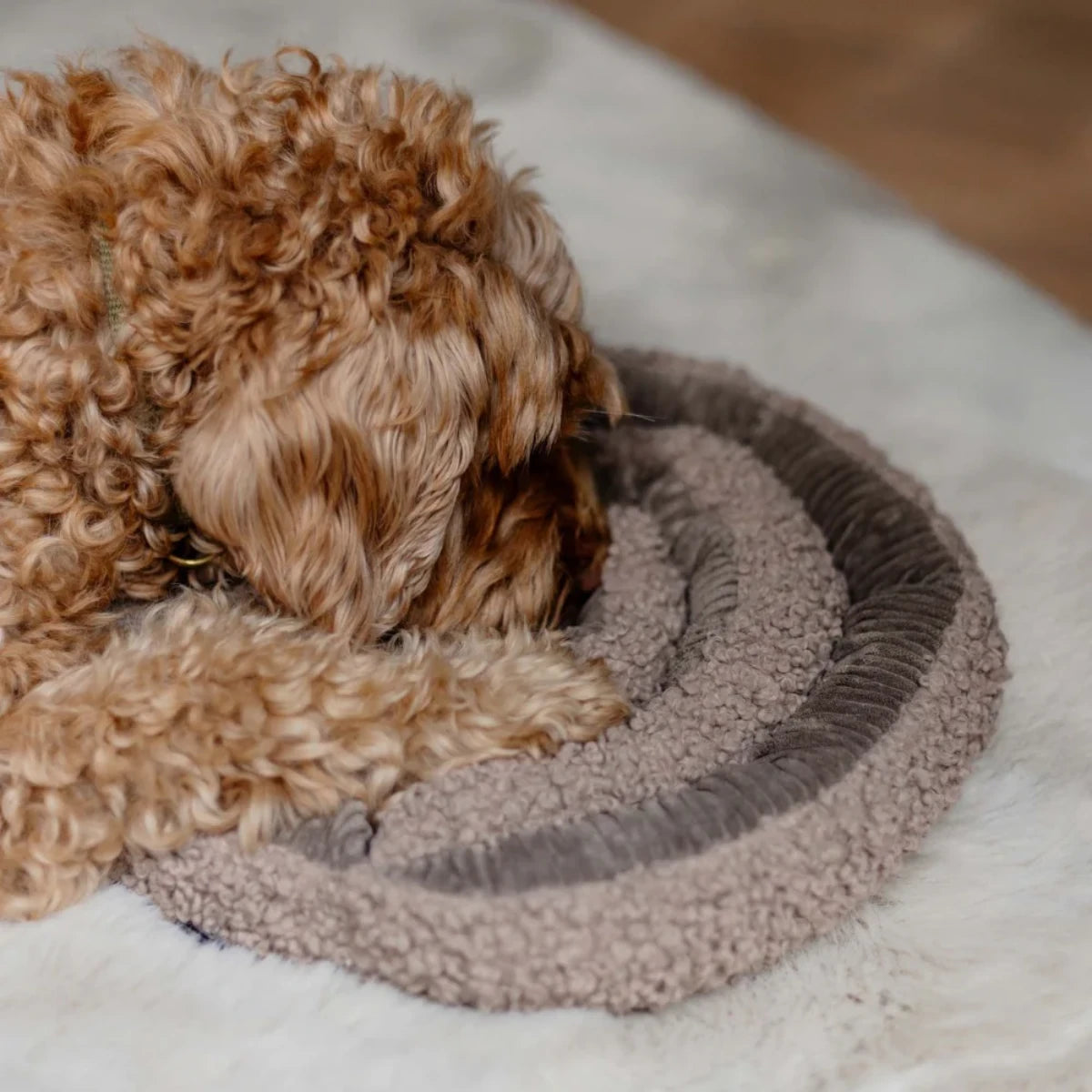 Chien Cockapoo utilisant le jeu de fouille Swirl marron District 70