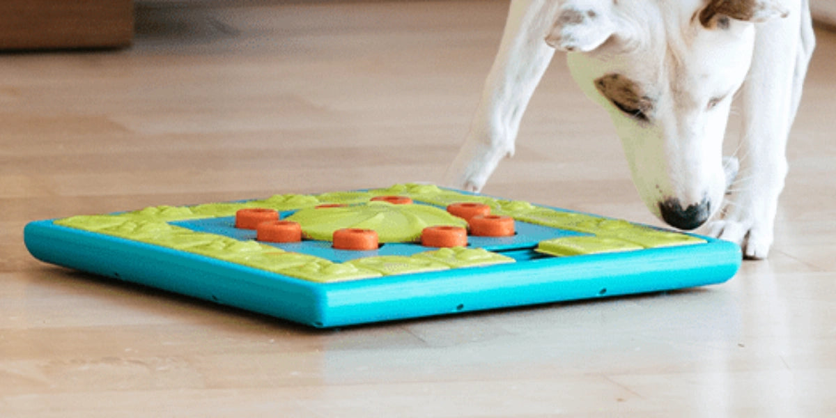 Jeu d'intelligence pour chien