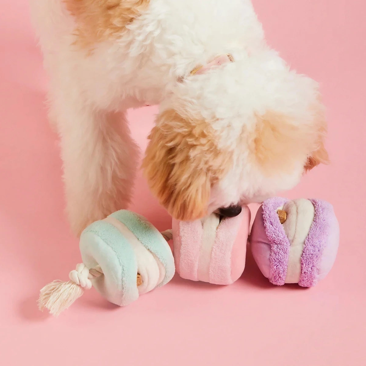 Jeu de fouille pour chien Macarons