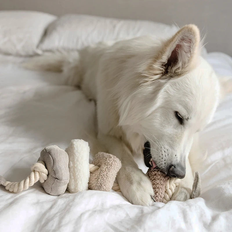 Jeu de fouille pour chien Blocs