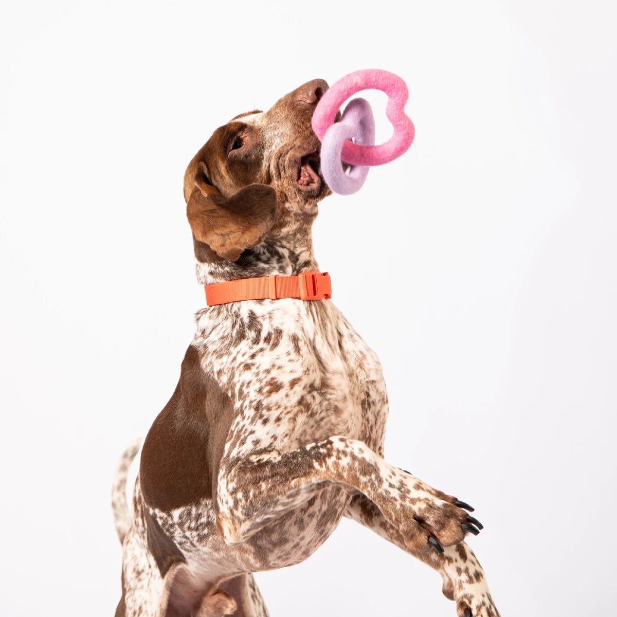 chien braque allemand attrape en gueule un jeu à tirer coeur de awoo
